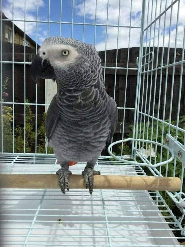 ALEXA - African Grey Parrot - Image 4