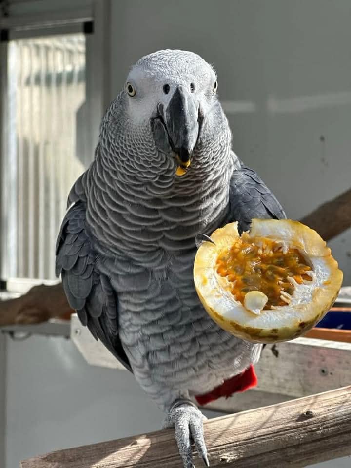 ALEXA - African Grey Parrot - Image 2