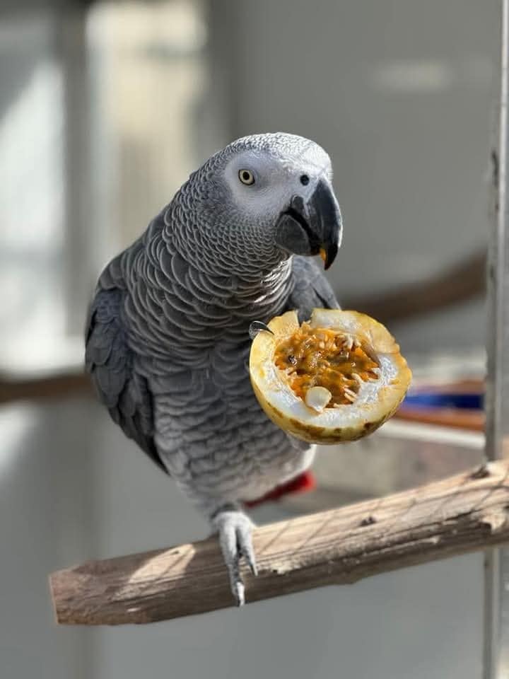 ALEXA - African Grey Parrot