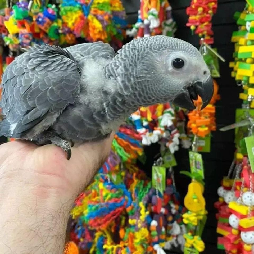 Mia - African Grey - Image 3