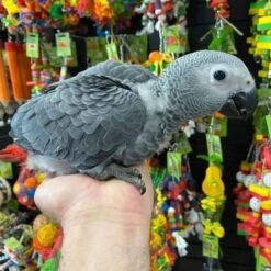 Mia - African Grey