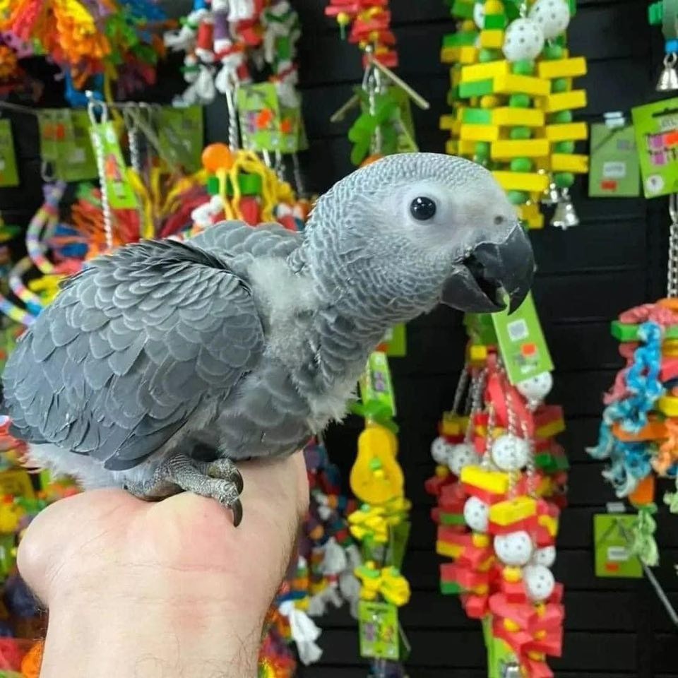 Mia - African Grey - Image 2