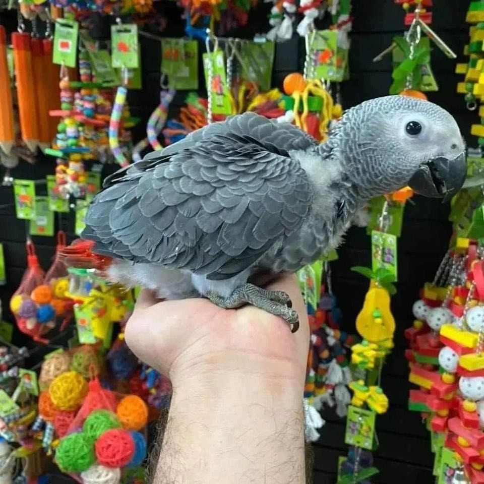 Mia - African Grey - Image 4