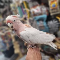 Major Mitchell Cockatoo for sale