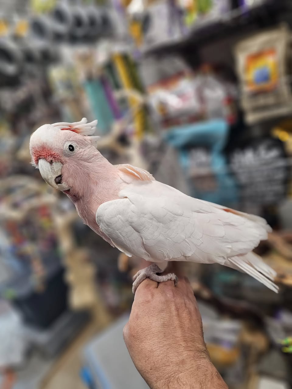 Major Mitchell Cockatoo for sale