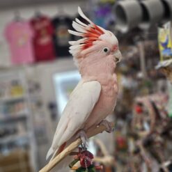 Major Mitchell Cockatoo for sale