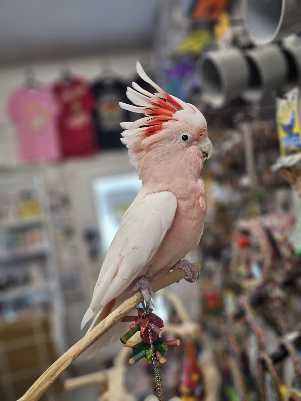 Major Mitchell Cockatoo for sale