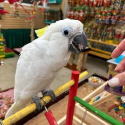 Layla – Yellow Crested Cockatoo