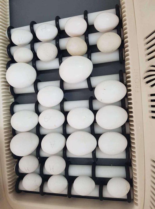 Buy Blue and Gold macaw eggs online