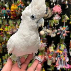 Darla – DUCORPS COCKATOO