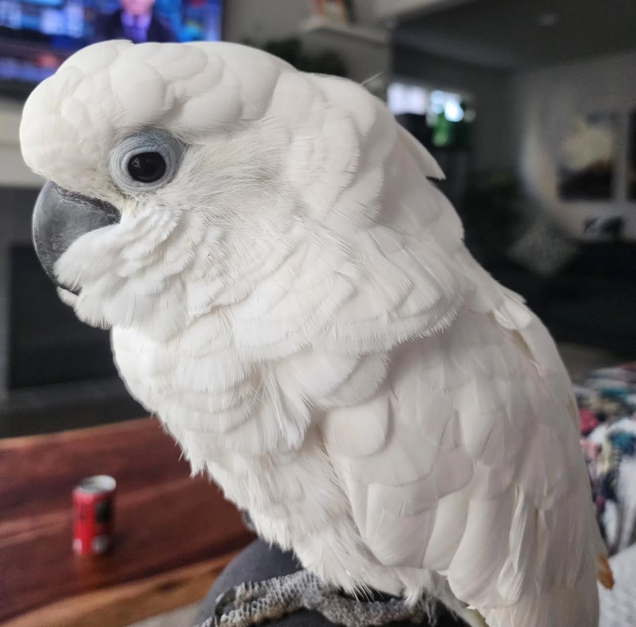 Anny - Umbrella cockatoo - Image 2