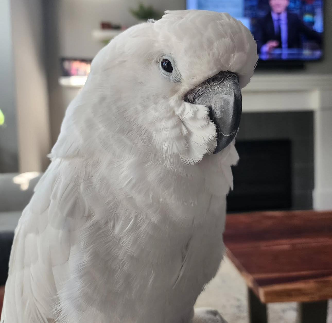 Anny - Umbrella cockatoo - Image 3