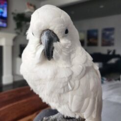 Anny - Umbrella cockatoo