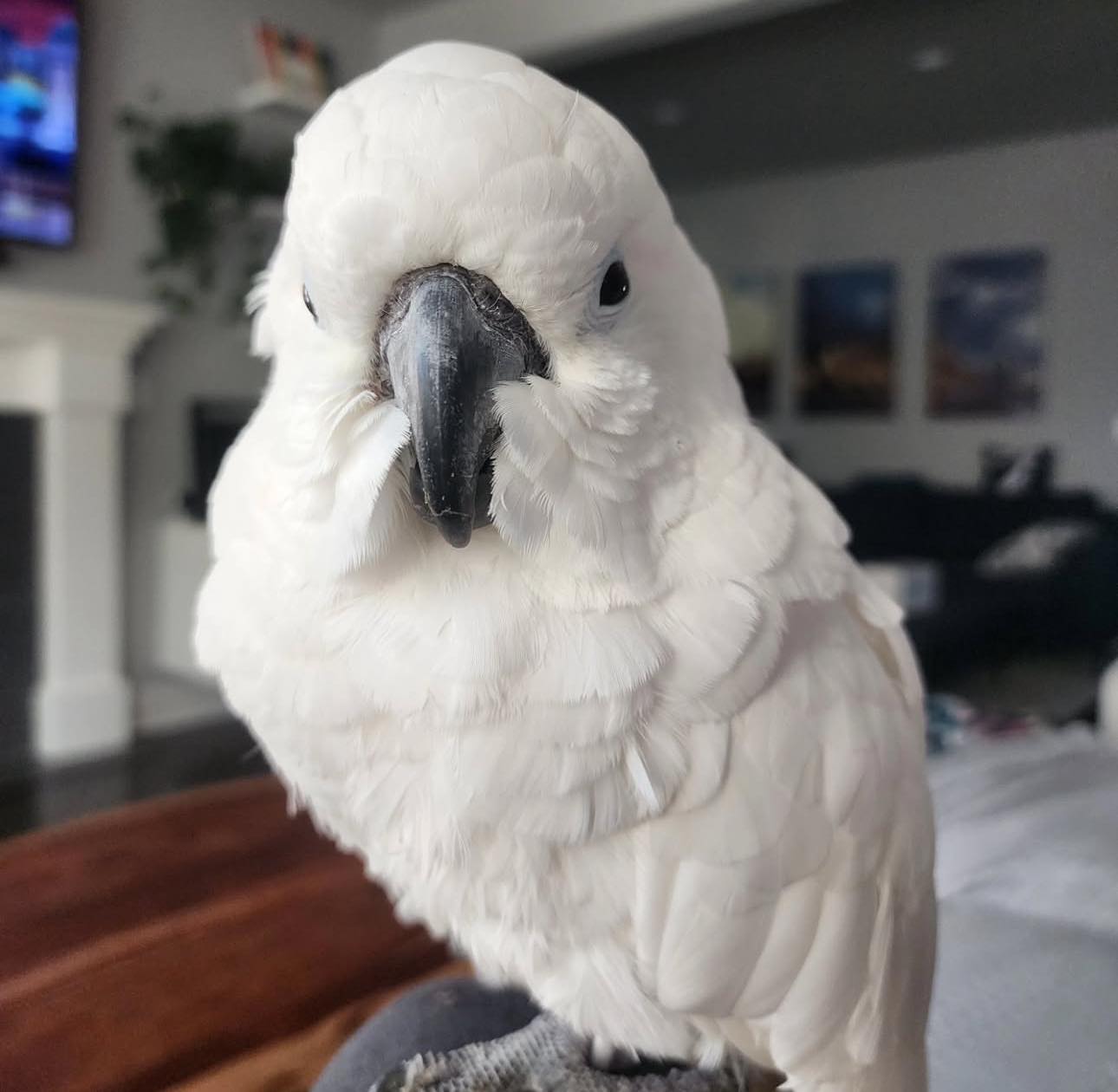 Anny - Umbrella cockatoo