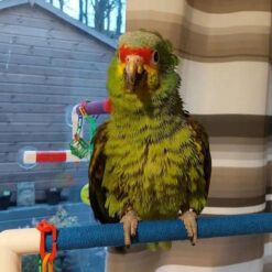 Chase – Lilac crowned amazon