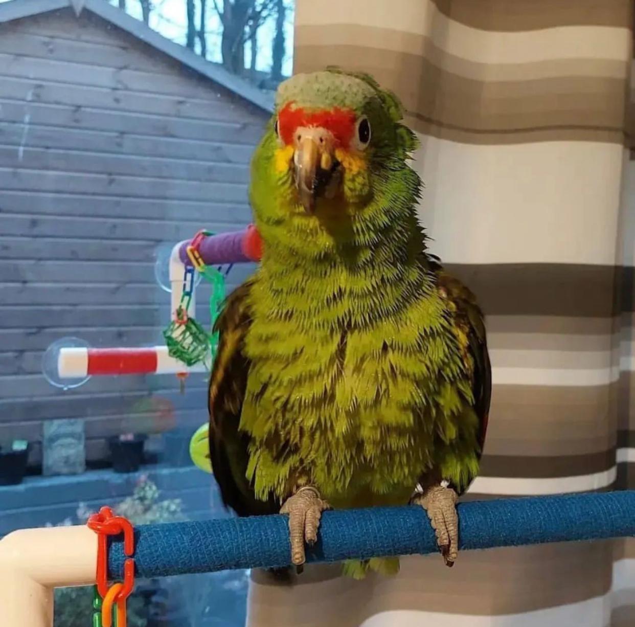 Chase – Lilac crowned amazon