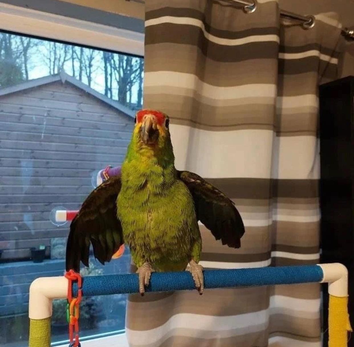 Chase – Lilac crowned amazon - Image 3