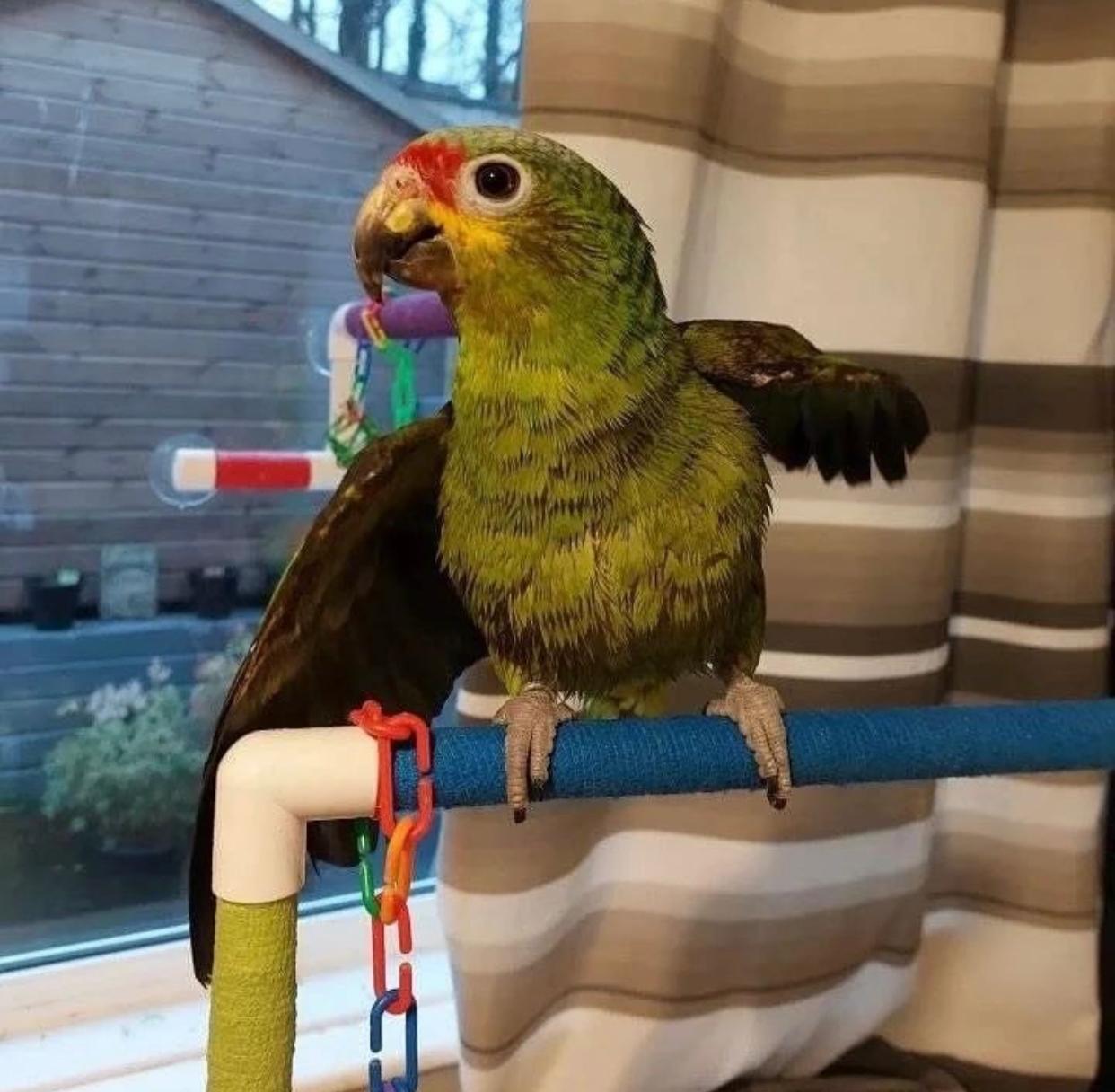 Chase – Lilac crowned amazon - Image 2