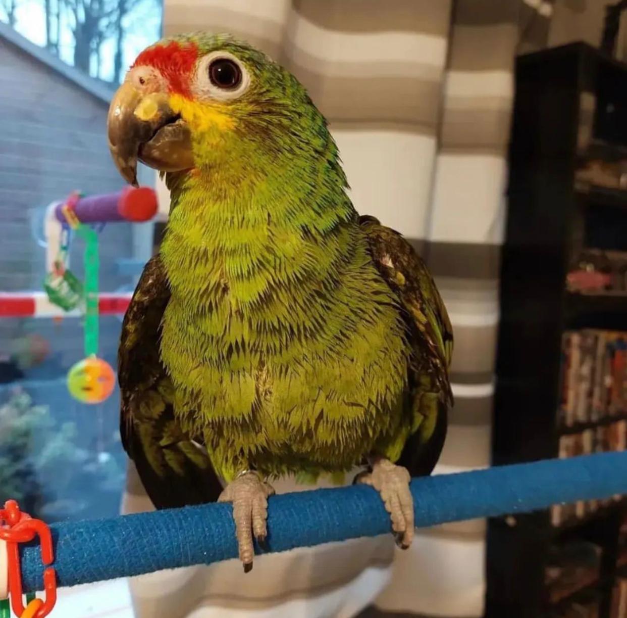 Chase – Lilac crowned amazon - Image 4