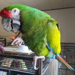 Billy - Military Macaw