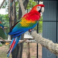 Parker – Scarlet Macaw
