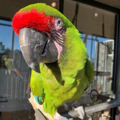 Morty - Great green macaws