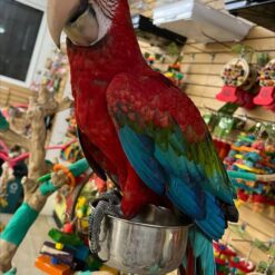 Charlie– Green-winged Macaw