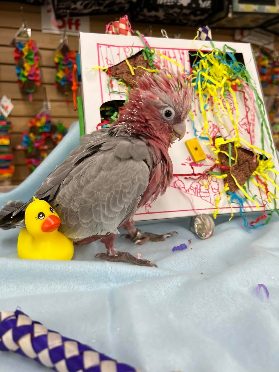 Sparky - Umbrella Cockatoo - Image 2