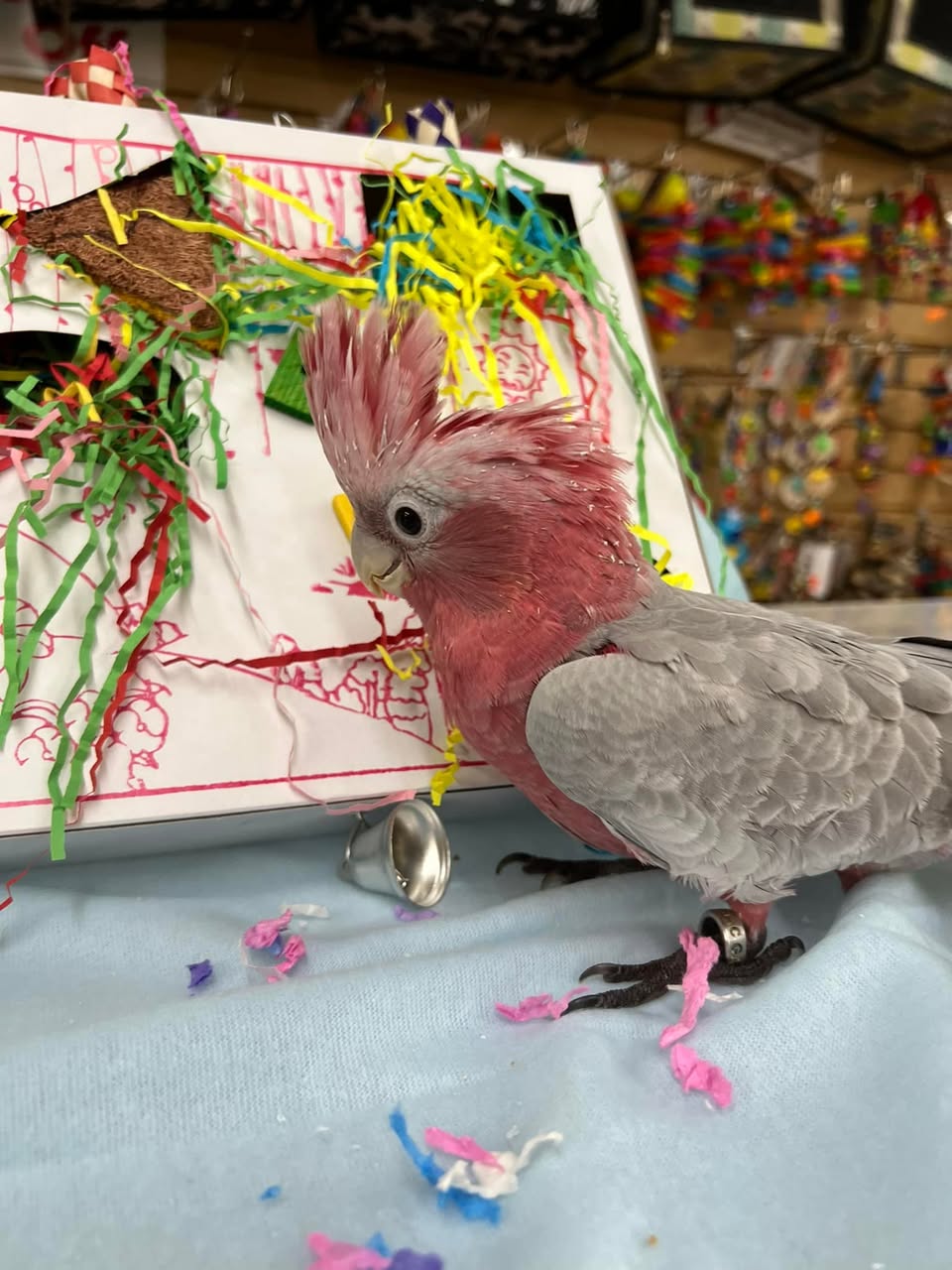 Sparky - Umbrella Cockatoo - Image 3