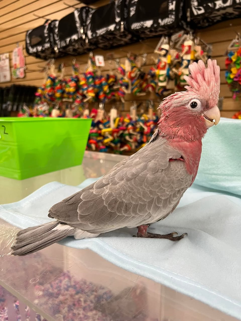 Sparky - Umbrella Cockatoo