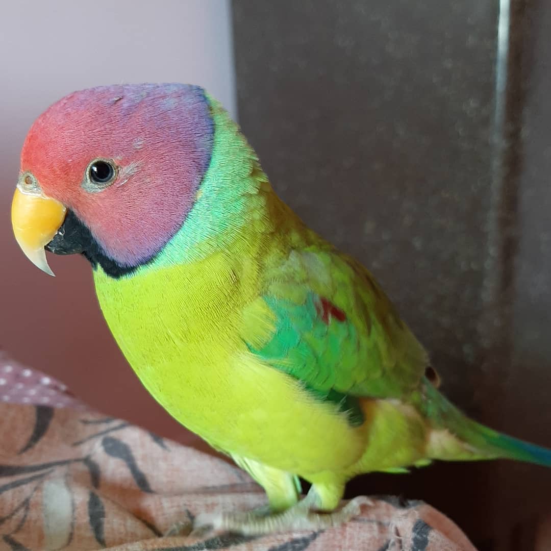 Banti – Plum Headed Parakeet