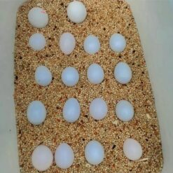 Cockatoo parrot Eggs