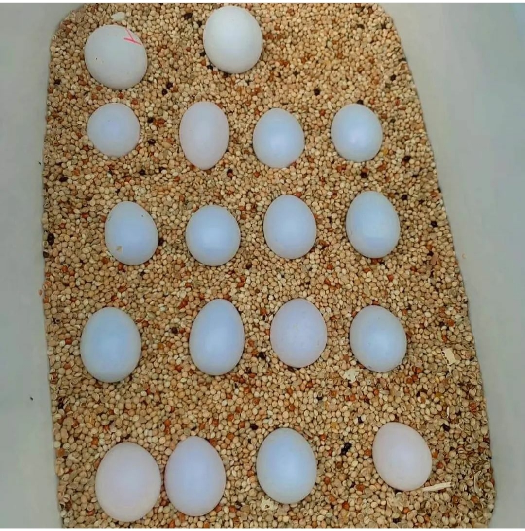 Cockatoo parrot Eggs