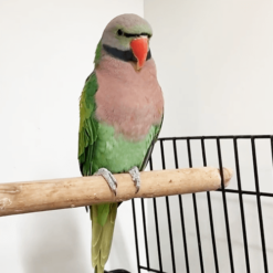 Merlot – Moustache Parakeets