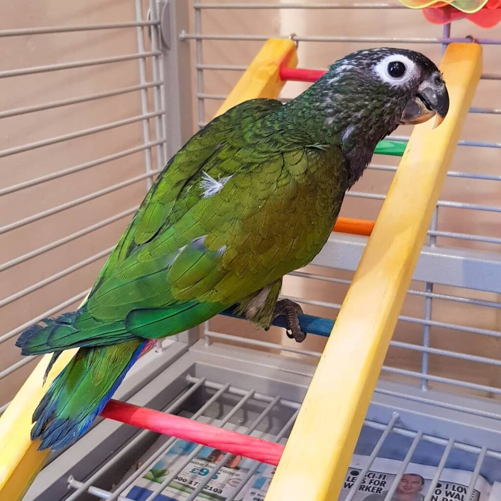 MAXIMILIAN PIONUS - Image 2