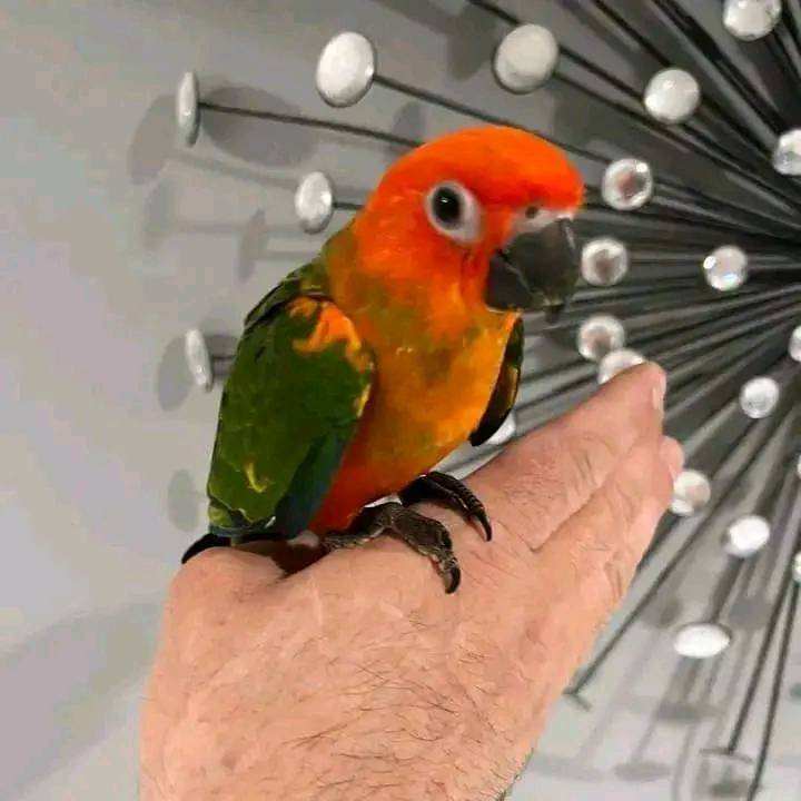 RED FACTOR CANARY FOR SALE