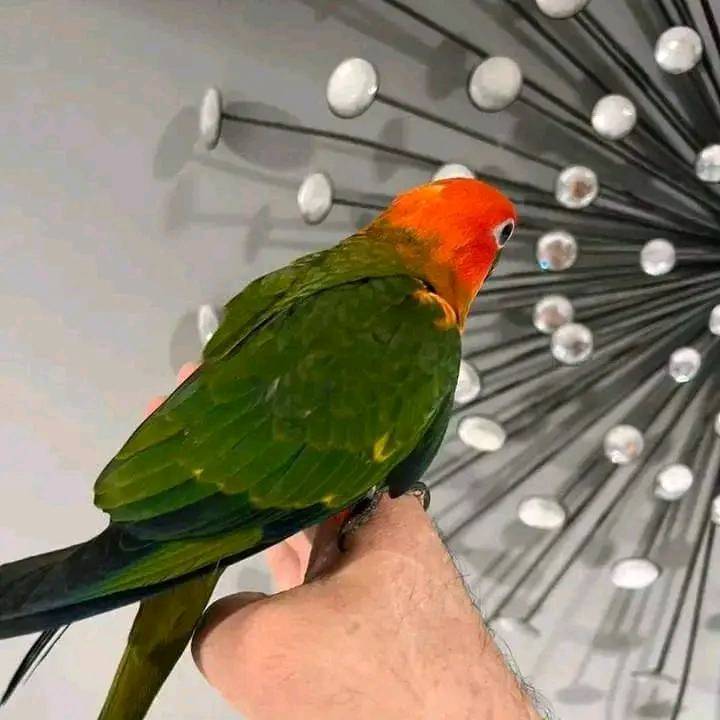 Jordy - RED FACTOR CANARY - Image 3