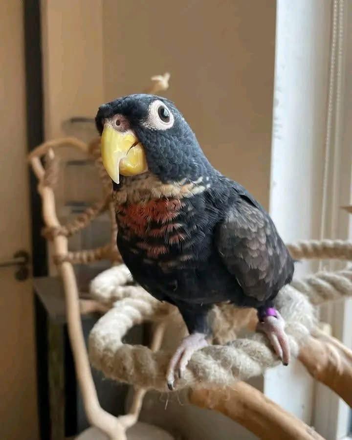 BRONZE WING PIONUS