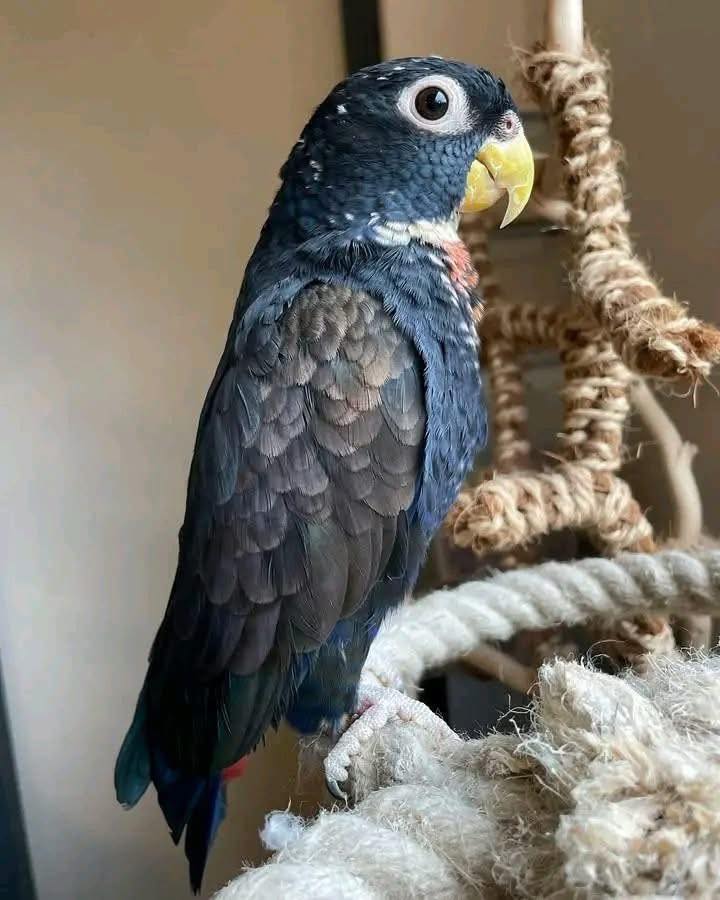 BRONZE WING PIONUS - Image 3