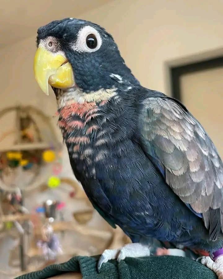 BRONZE WING PIONUS - Image 4