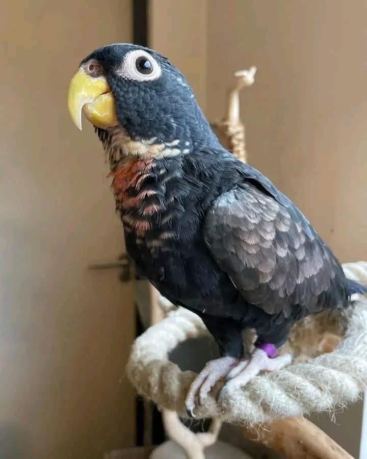 BRONZE WING PIONUS - Image 2