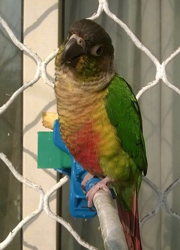 GREEN CHEEK CONURE - Image 2