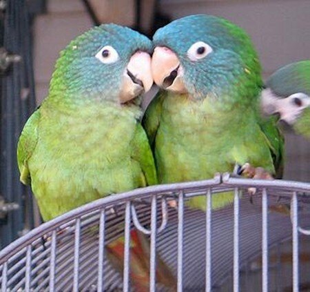 BLUE CROWN CONURE - Image 2