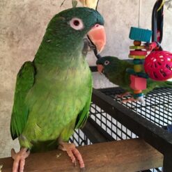 BLUE CROWN CONURE