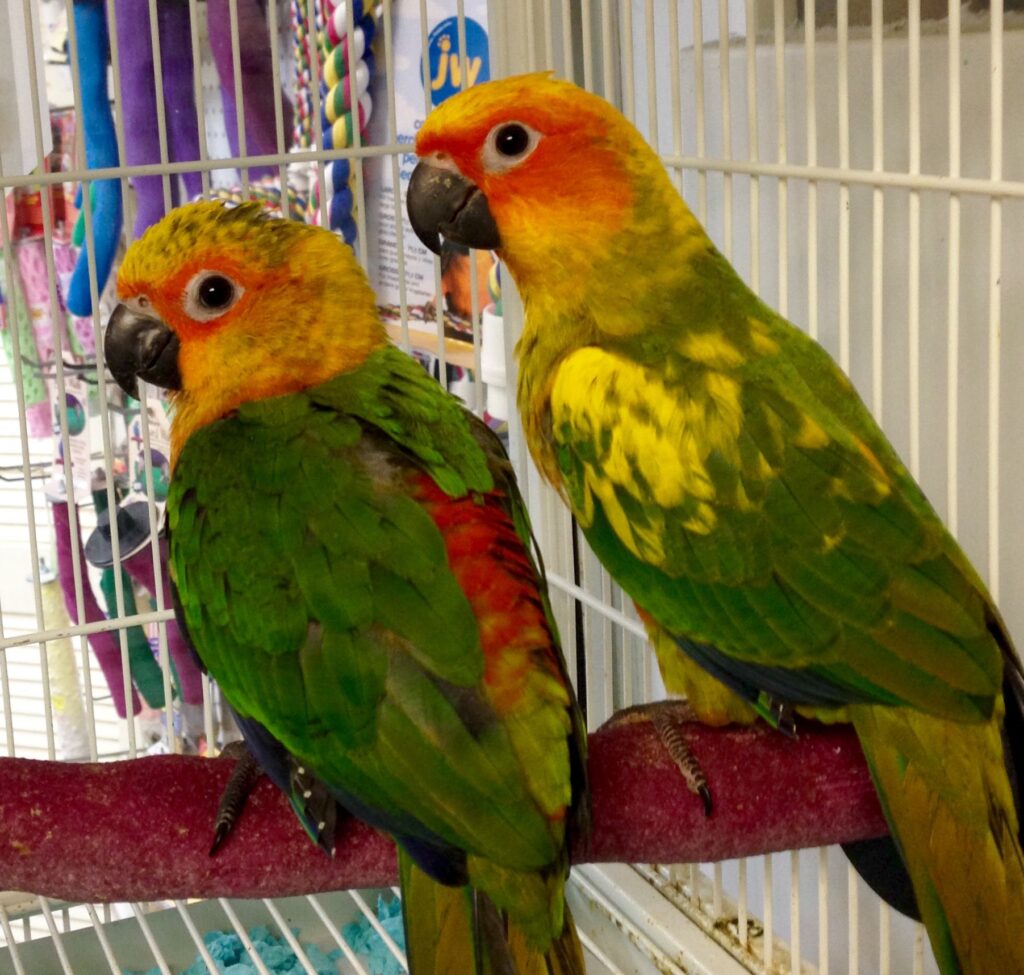JENDAY CONURES - Image 3