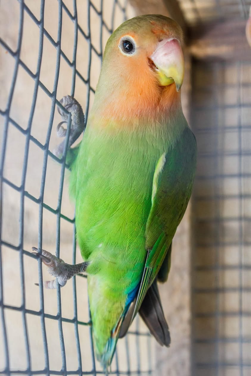 Tania - Peach Face lovebird - Image 2