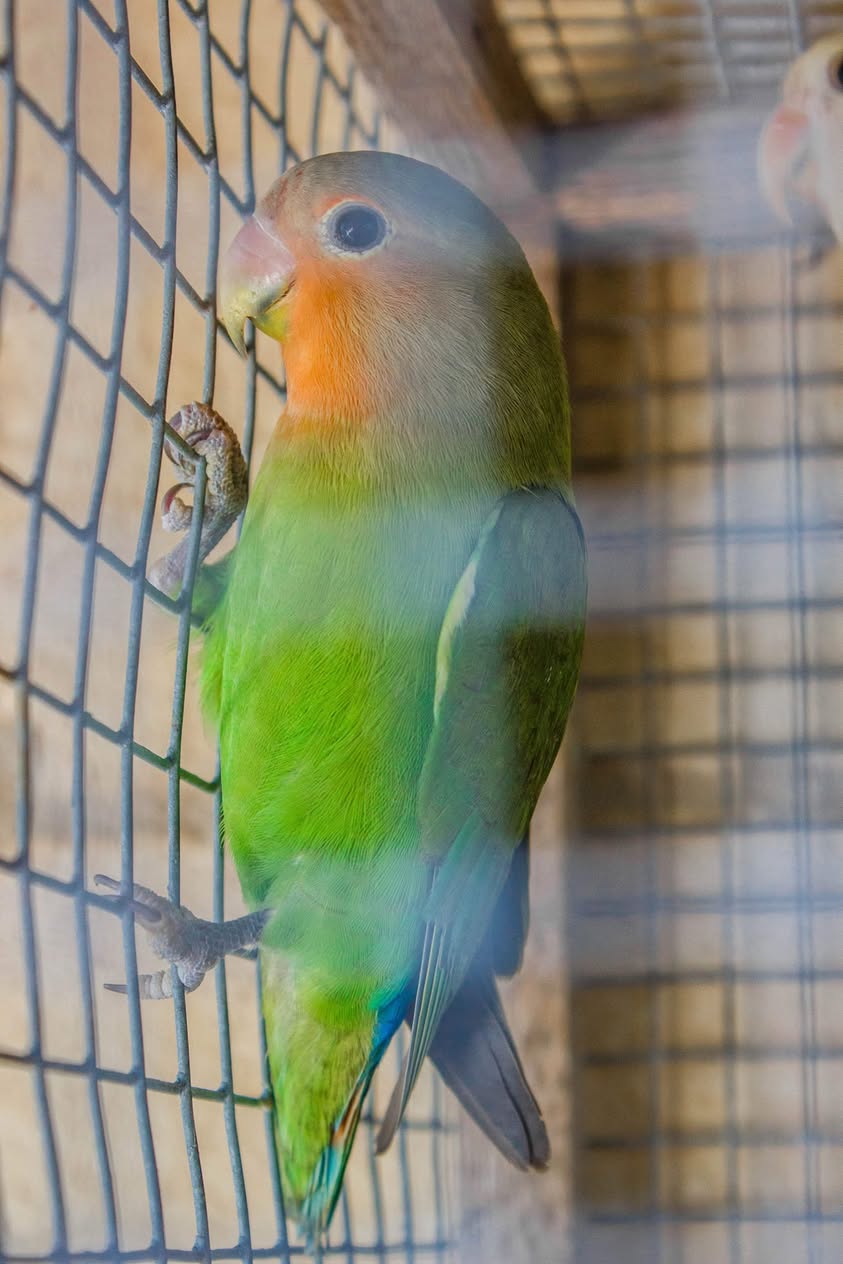 Tania - Peach Face lovebird - Image 3