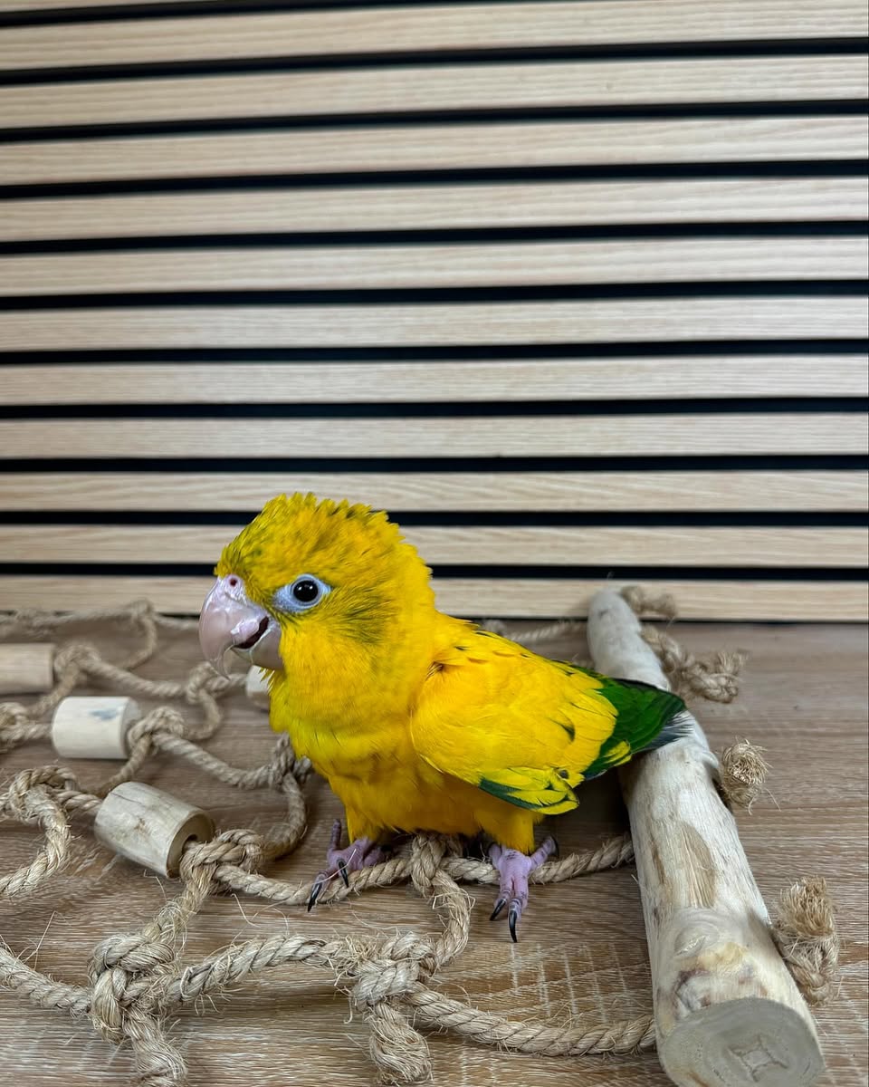 GOLDEN CONURE - Image 3