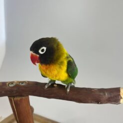 BLACK MASKED LOVEBIRD