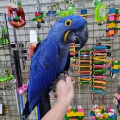 BLUE HYACINTH MACAW FOR SALE 